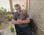 Собаки в Москве: Щеночки кукляши, умные, приучены к лотку, общительные Девочка, 20 000 руб. - фото 3