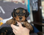 Собаки в Уфе: Щенок йоркширского терьера Разнополые, 25 000 руб. - фото 1
