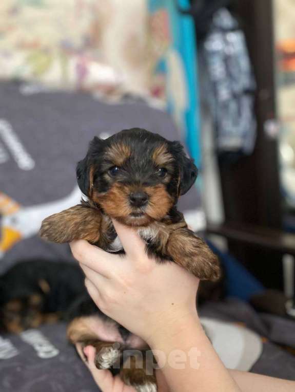 Собаки в Уфе: Щенок йоркширского терьера Разнополые, 25 000 руб. - фото 1