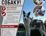 Собаки в Великом Новгороде: Пропала собака Девочка, 100 000 руб. - фото 1