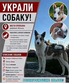 Пропала собака