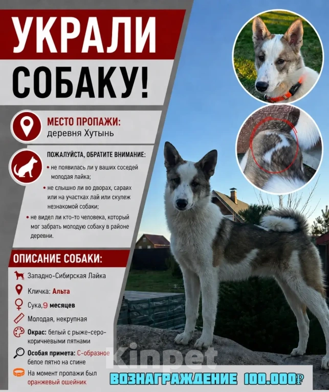 Собаки в Великом Новгороде: Пропала собака Девочка, 100 000 руб. - фото 1