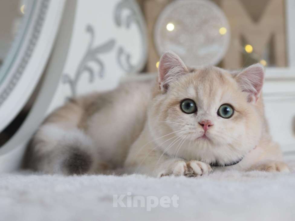 Кошки в Москве: Британский мальчик Финист Мальчик, 150 000 руб. - фото 6