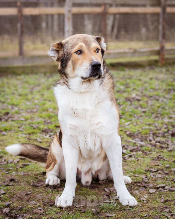 Собаки в Москве: Михаил Потапыч - плюшевый алабайка в приюте, ищет дом Мальчик, Бесплатно - фото 1