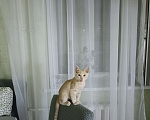 Кошки в Самаре: Котенок в добрые руки Мальчик, Бесплатно - фото 5
