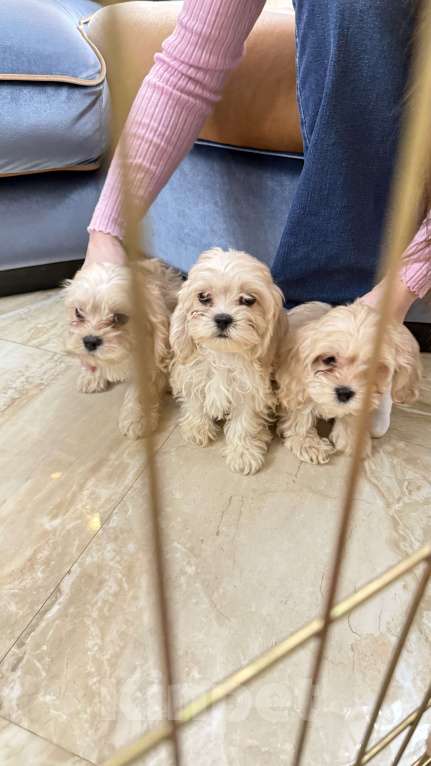 Собаки в Москве: Мальтипу лучший малыш Мальчик, Бесплатно - фото 5