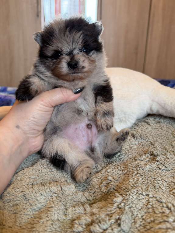 Собаки в других городах Московской области: Мерле шпиц Мальчик, 60 000 руб. - фото 2