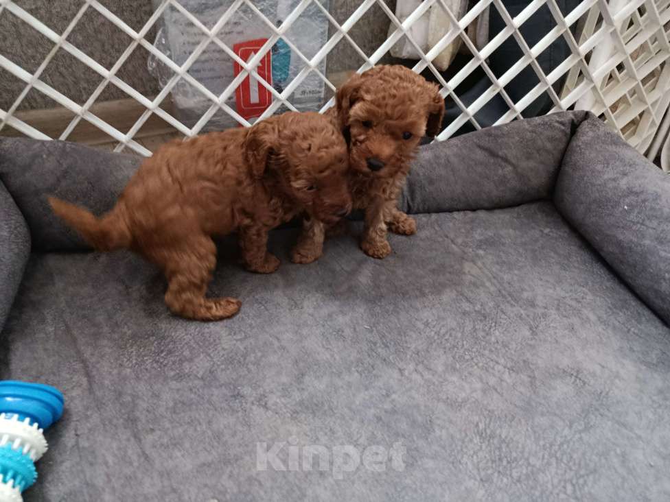 Собаки в Мытищах: Щенки миниатюрного пуделя Девочка, 100 000 руб. - фото 8