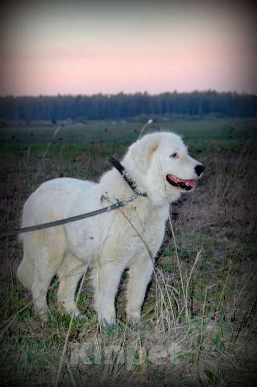 Собаки в Москве: Словацкий чувач в добрые руки Девочка, Бесплатно - фото 5
