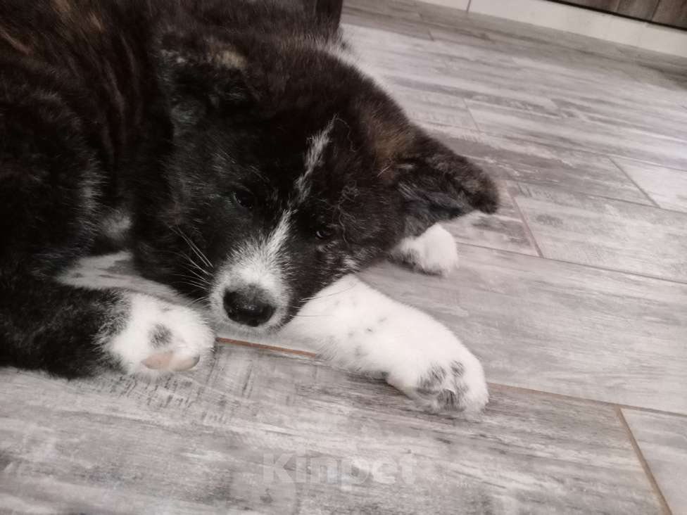 Собаки в Санкт-Петербурге: Щенки Акита ину  Девочка, Бесплатно - фото 6