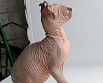 Кошки в Нефтекамске: канадский сфинкс эльф Мальчик, 45 000 руб. - фото 2