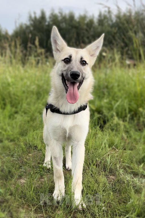 Собаки в Москве: БОНИ. Необыкновенная красотка. (Не овчарка) Девочка, 1 руб. - фото 5