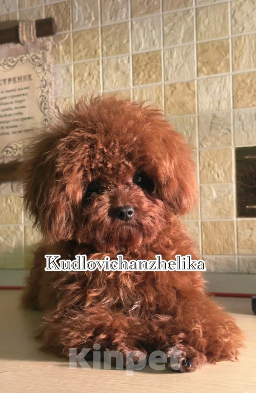 Собаки в Ейске: Тедди пудель девочка 10 месяцев , импорт Китай , невероятно красивая, густая шерсть Девочка, 280 000 руб. - фото 2