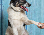 Собаки в Москве: Белый пёс Стэн, домашний мальчик в добрые руки Мальчик, 1 руб. - фото 8