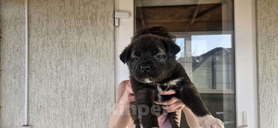 Собаки в Белгороде: Продажа щенков Девочка, 500 руб. - фото 7