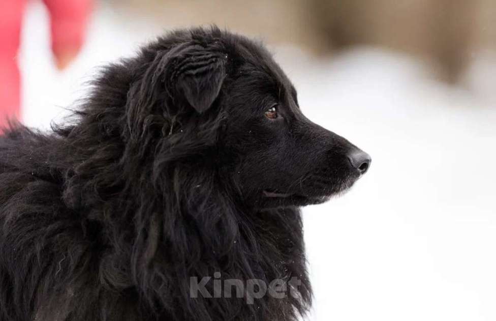 Собаки в Истре: Молодой,ласковый Пух в добрые руки  Мальчик, Бесплатно - фото 4