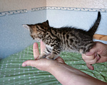 Кошки в Санкт-Петербурге: Продаю котенка Девочка, 7 000 руб. - фото 1