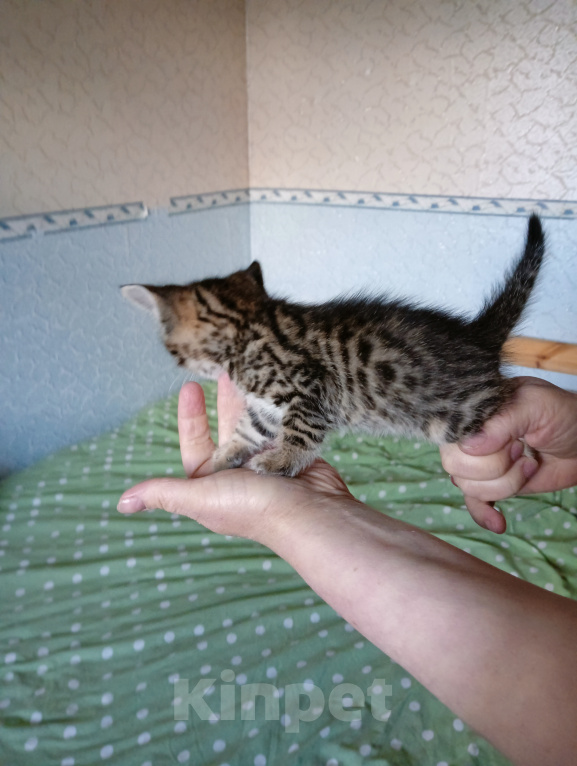 Кошки в Санкт-Петербурге: Продаю котенка Девочка, 7 000 руб. - фото 1