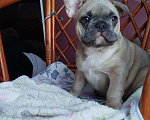 Собаки в Москве: Красивый мальчик французский бульдог. Мальчик, 60 000 руб. - фото 4