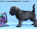 Собаки в Зеленограде: Цвергшнауцера щенки перец с солью Мальчик, Бесплатно - фото 4