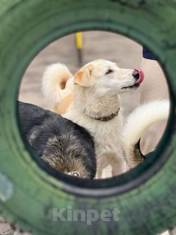 Собаки в Москве: Мики щенок  Девочка, Бесплатно - фото 5