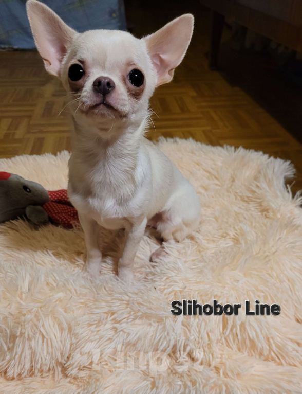 Собаки в Москве: Чихуа белая девочка Девочка, Бесплатно - фото 1
