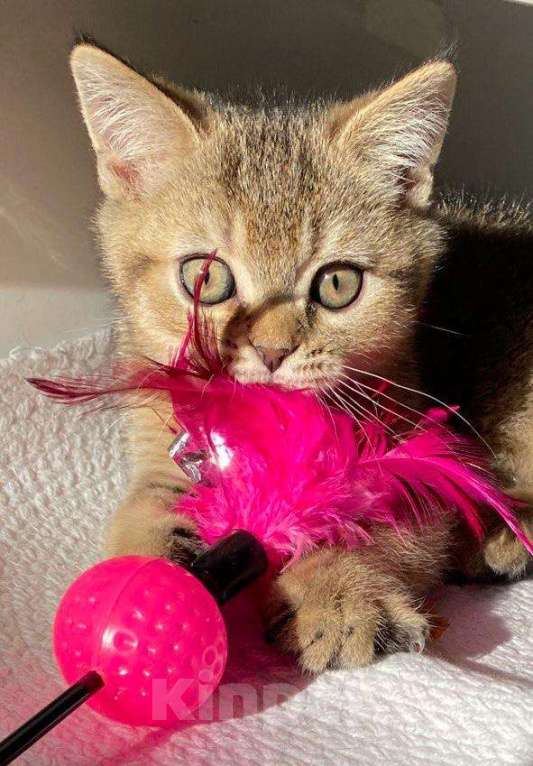 Кошки в Нижнем Новгороде: Шиншилловый шотландский чемпион Мальчик, Бесплатно - фото 6