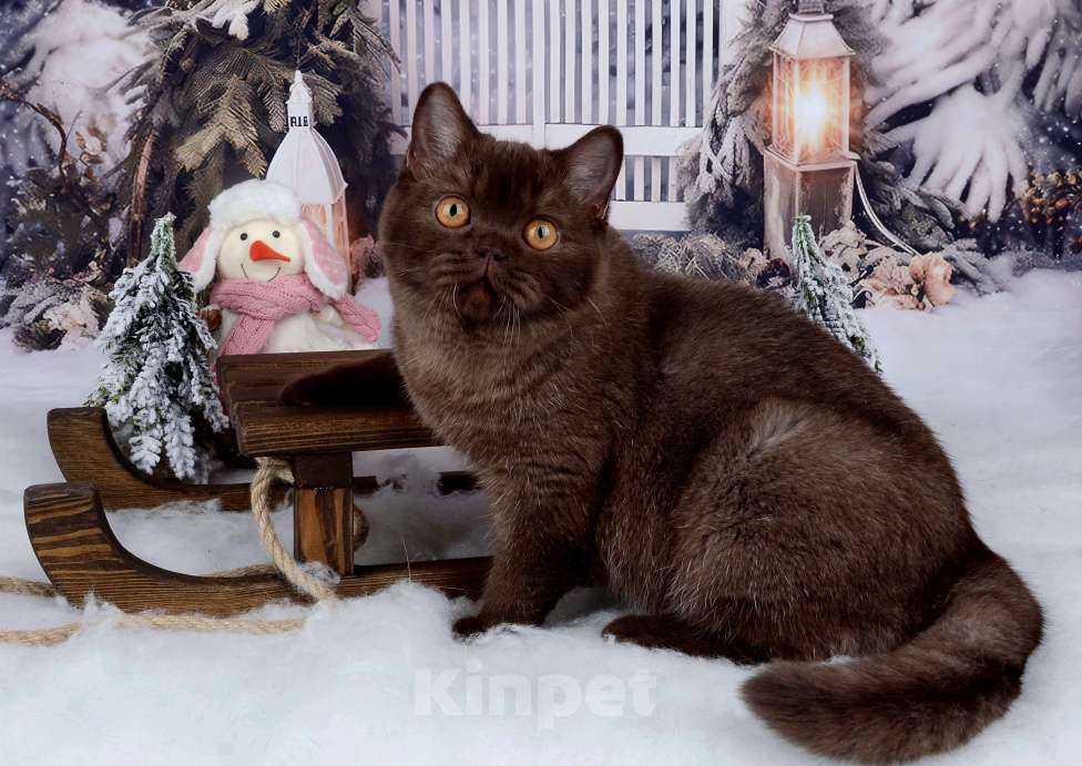 Кошки в Санкт-Петербурге: БРИТАНСКАЯ КОШЕЧКА ШОКОЛАДНОГО ОКРАСА Девочка, 8 000 руб. - фото 7