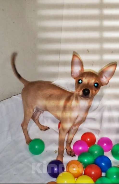 Собаки в Челябинске: Русский той гладкошерстный Мальчик, 15 000 руб. - фото 1