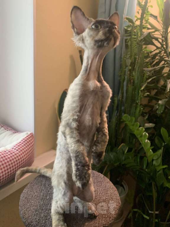 Кошки в Королеве: Котенок Девон-рекс Девочка, Бесплатно - фото 3