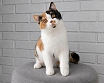 Кошки в Люберцах: Британский котенок Девочка, 45 000 руб. - фото 3