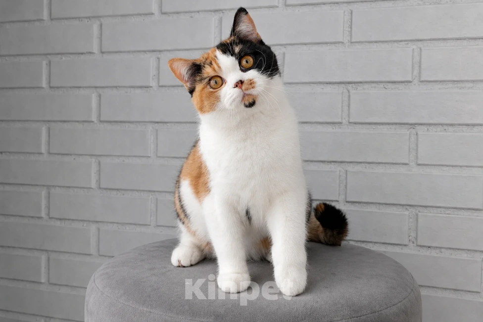Кошки в Люберцах: Британский котенок Девочка, 45 000 руб. - фото 3