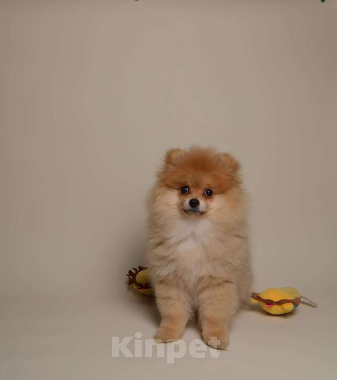 Собаки в Костроме: Щенки немецкого шпица Девочка, 23 000 руб. - фото 4