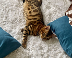 Кошки в Сочи: Бенгал вязка Мальчик, 1 руб. - фото 2