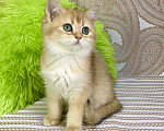 Кошки в Касимове: Девочки Bri Ny11 Девочка, 50 000 руб. - фото 1