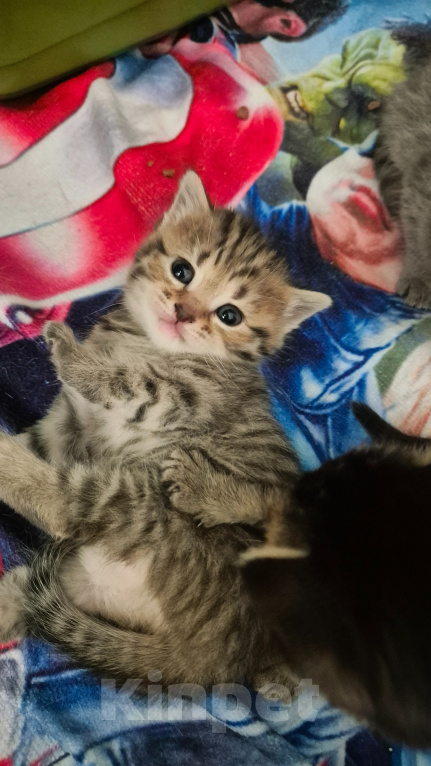 Кошки в Липецке: Шотландские котята Девочка, 5 000 руб. - фото 3