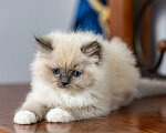 Кошки в Московском: котята рэгдолл Мальчик, Бесплатно - фото 3