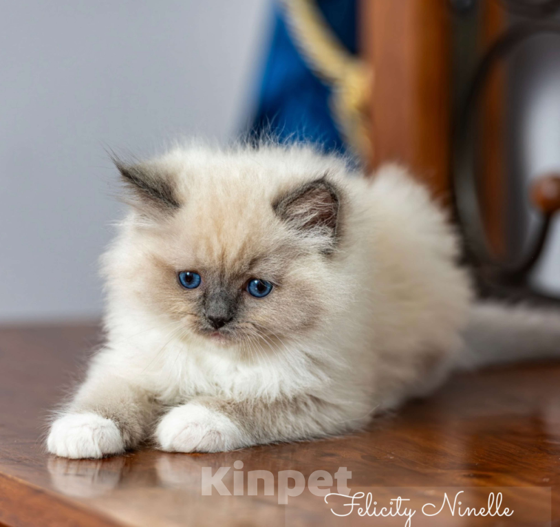 Кошки в Московском: котята рэгдолл Мальчик, Бесплатно - фото 3