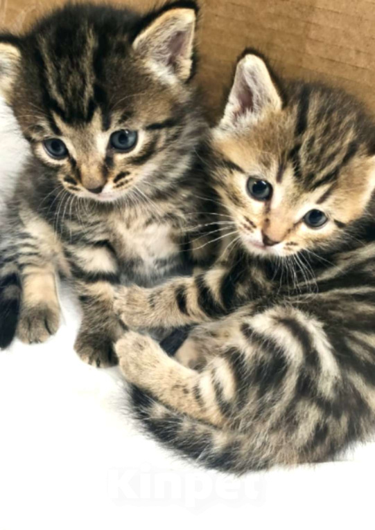 Кошки в Санкт-Петербурге: Монастырские котята Девочка, Бесплатно - фото 1
