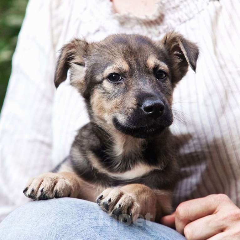 Собаки в Москве: Передержка уезжает 🆘️ трехмесячный щеночек Зорька срочно ищет дом  Девочка, Бесплатно - фото 5