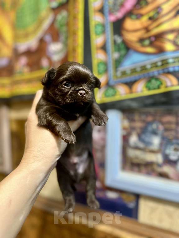 Собаки в Ростове-на-Дону: Чихуахуа Девочка, 50 000 руб. - фото 4