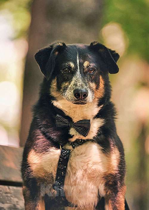 Собаки в Москве: Обаяшка Том ищет свою семью Мальчик, 10 руб. - фото 2