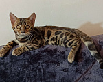 Кошки в Анапе: Бенгальский котенок  Мальчик, 18 000 руб. - фото 5
