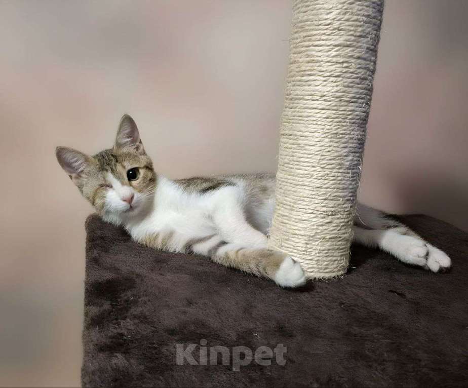 Кошки в Москве: котенок Кнопка ищет дом Девочка, Бесплатно - фото 7