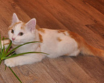 Кошки в белоозёрском: Игруля Абрикос ищет дом! Мальчик, 100 руб. - фото 3