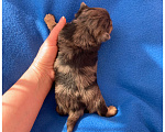 Собаки в Москве: Большой йорк мальчик блю мерле Мальчик, Бесплатно - фото 2