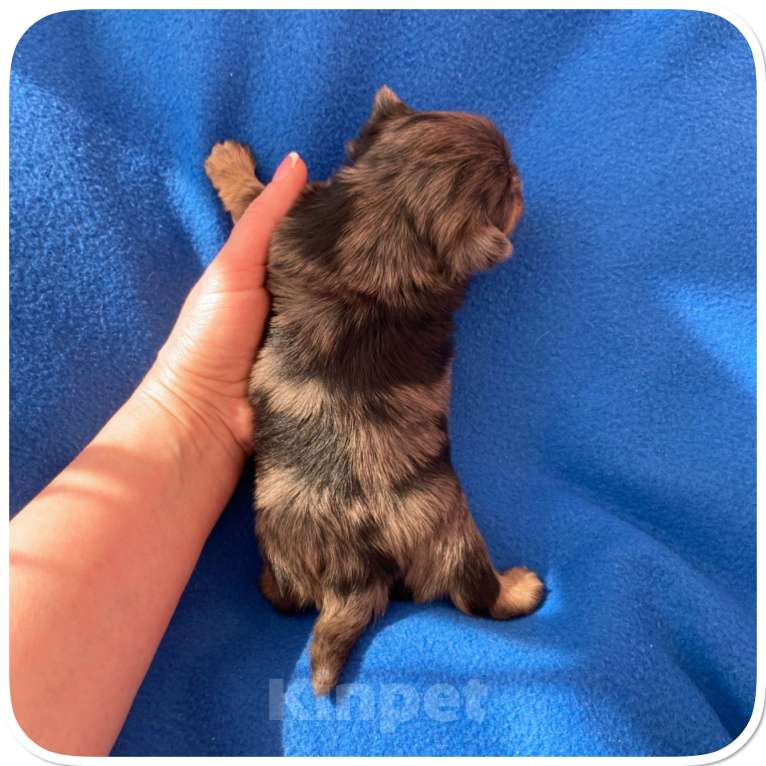 Собаки в Москве: Большой йорк мальчик блю мерле Мальчик, Бесплатно - фото 2