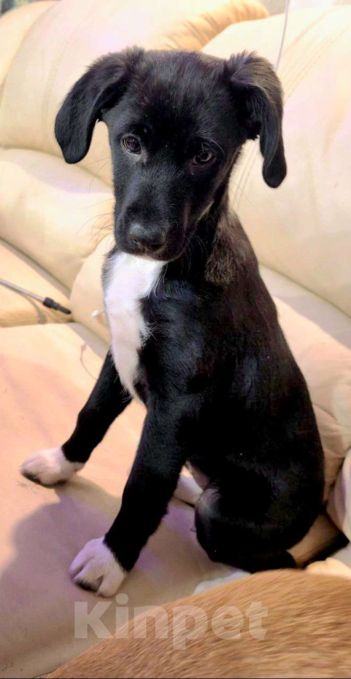 Собаки в других городах Московской области: Щенок Изя в добрые руки  Девочка, Бесплатно - фото 1