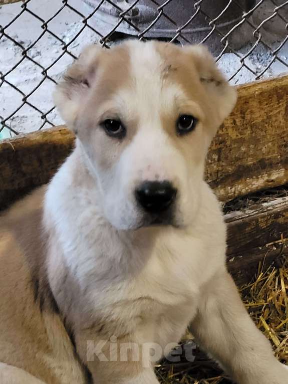 Собаки в Кемерово: Высокопородные щенки среднеазиатской овчарки, д.р. 30.10.25, девочки и мальчики, от Чемпионов Росси  Мальчик, Бесплатно - фото 6