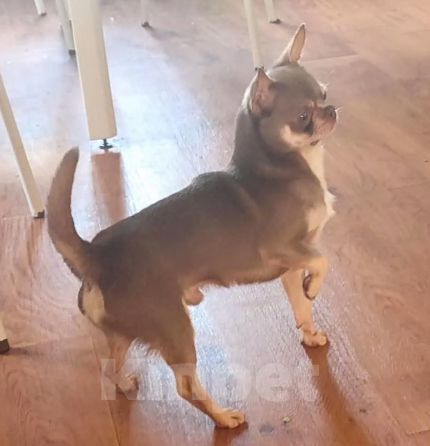 Собаки в Нижнем Новгороде: Кобель чихуахуа Мальчик, Бесплатно - фото 3